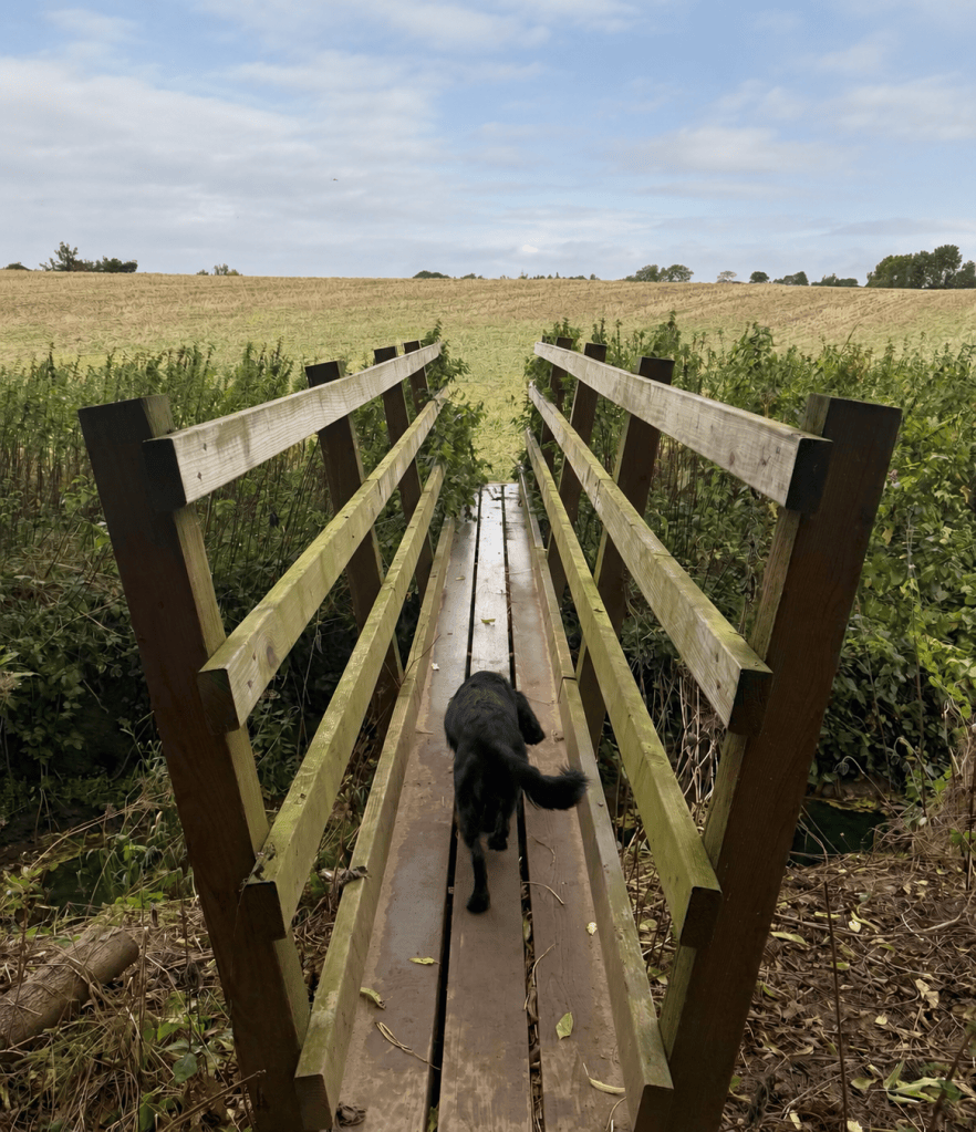 Black cocker spaniel crossing a wooden footbridge beside a field under a lightly blue overcast sky.