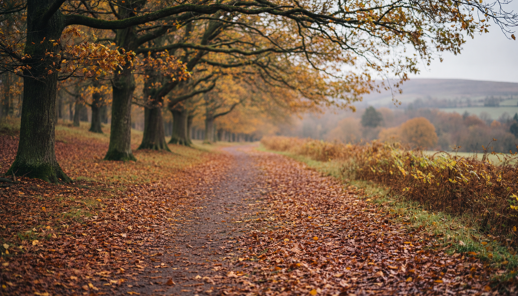 A quiet leaf-covered path beneath autumn trees, with countryside beyond.