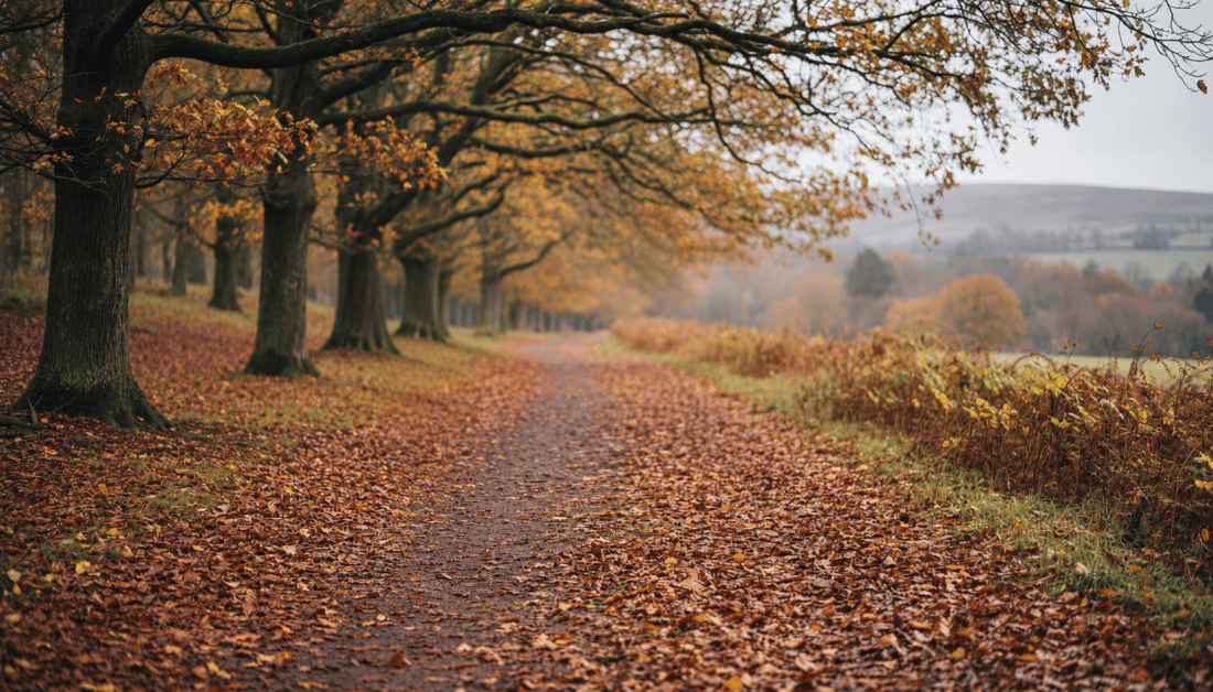 A quiet leaf-covered path beneath autumn trees, with countryside beyond.